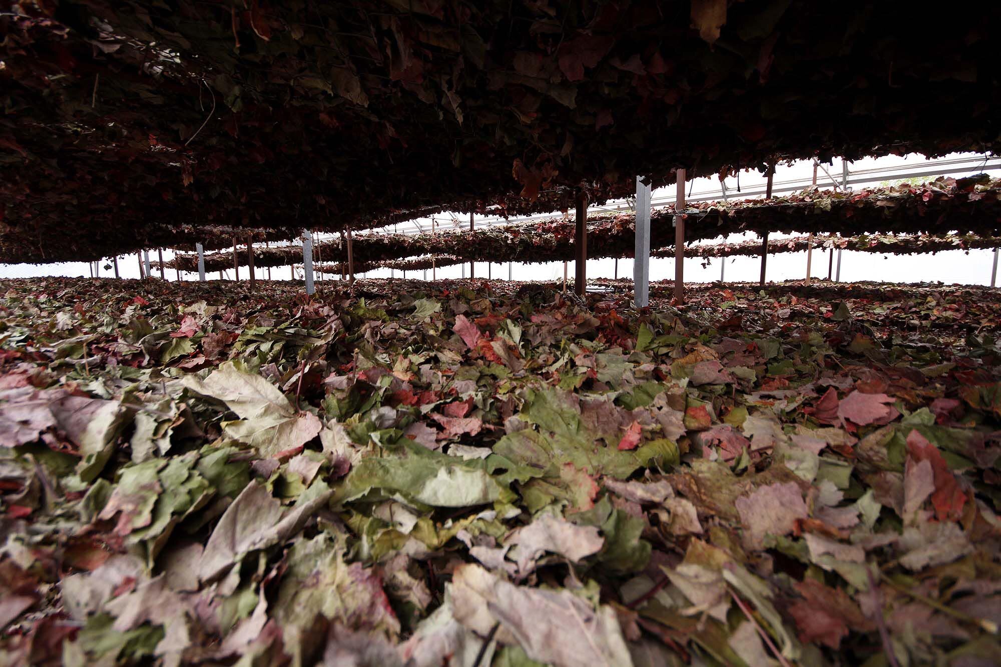 vinos bio pedro olivares (33)