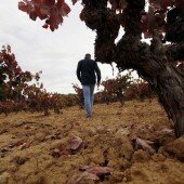 vinos bio pedro olivares (36)