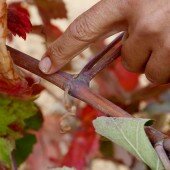 vinos bio pedro olivares (46)