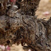 vinos bio pedro olivares (47)
