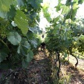 vinos bio pedro olivares (52)