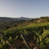 vinos bio pedro olivares (53)