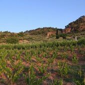vinos bio pedro olivares (54)