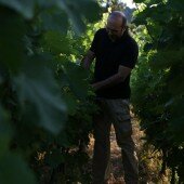vinos bio pedro olivares (55)