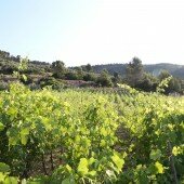 vinos bio pedro olivares (57)
