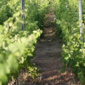 vinos bio pedro olivares (59)