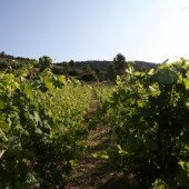 vinos bio pedro olivares (60)