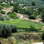 vinos bio pedro olivares (62)