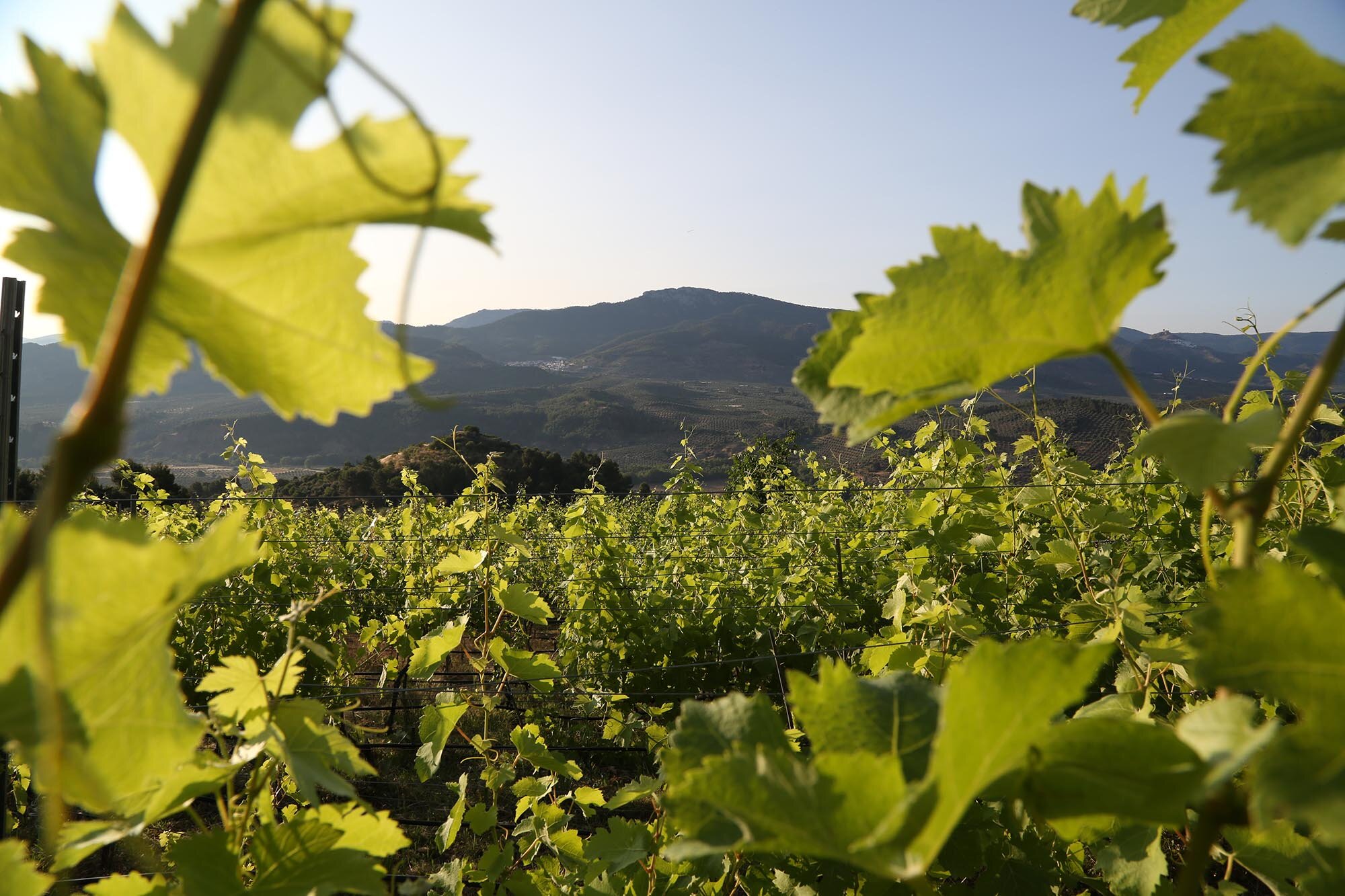 fondo_viñedo
