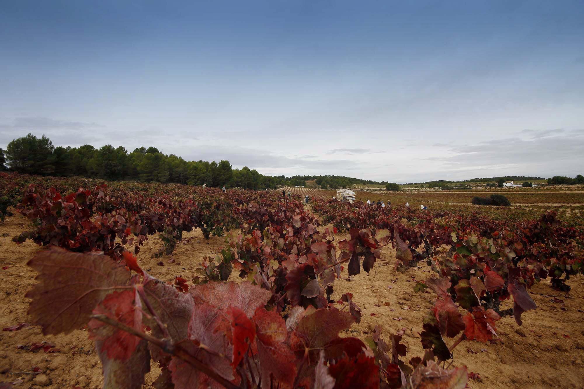 vinos bio pedro olivares (35)