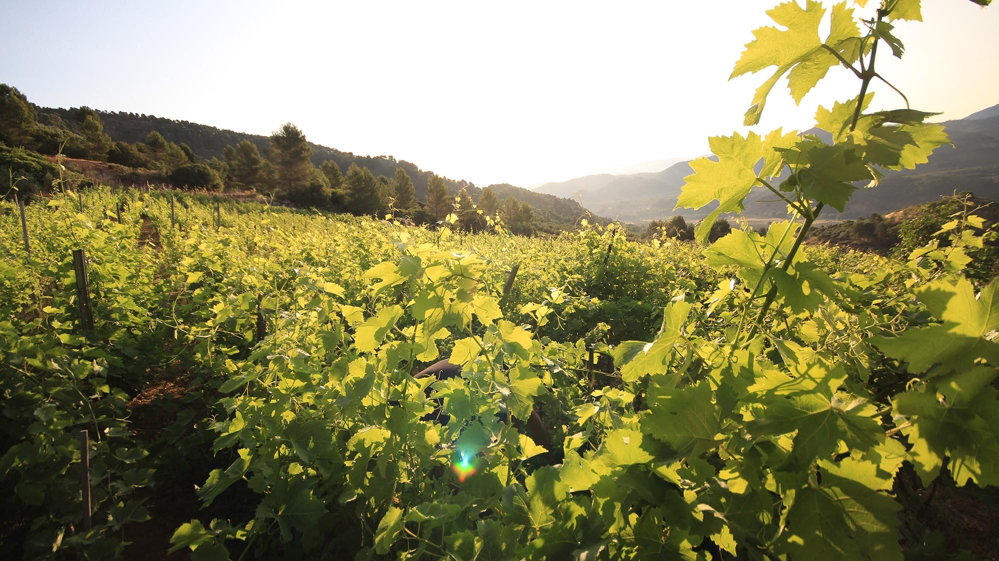 vinos bio pedro olivares (61)