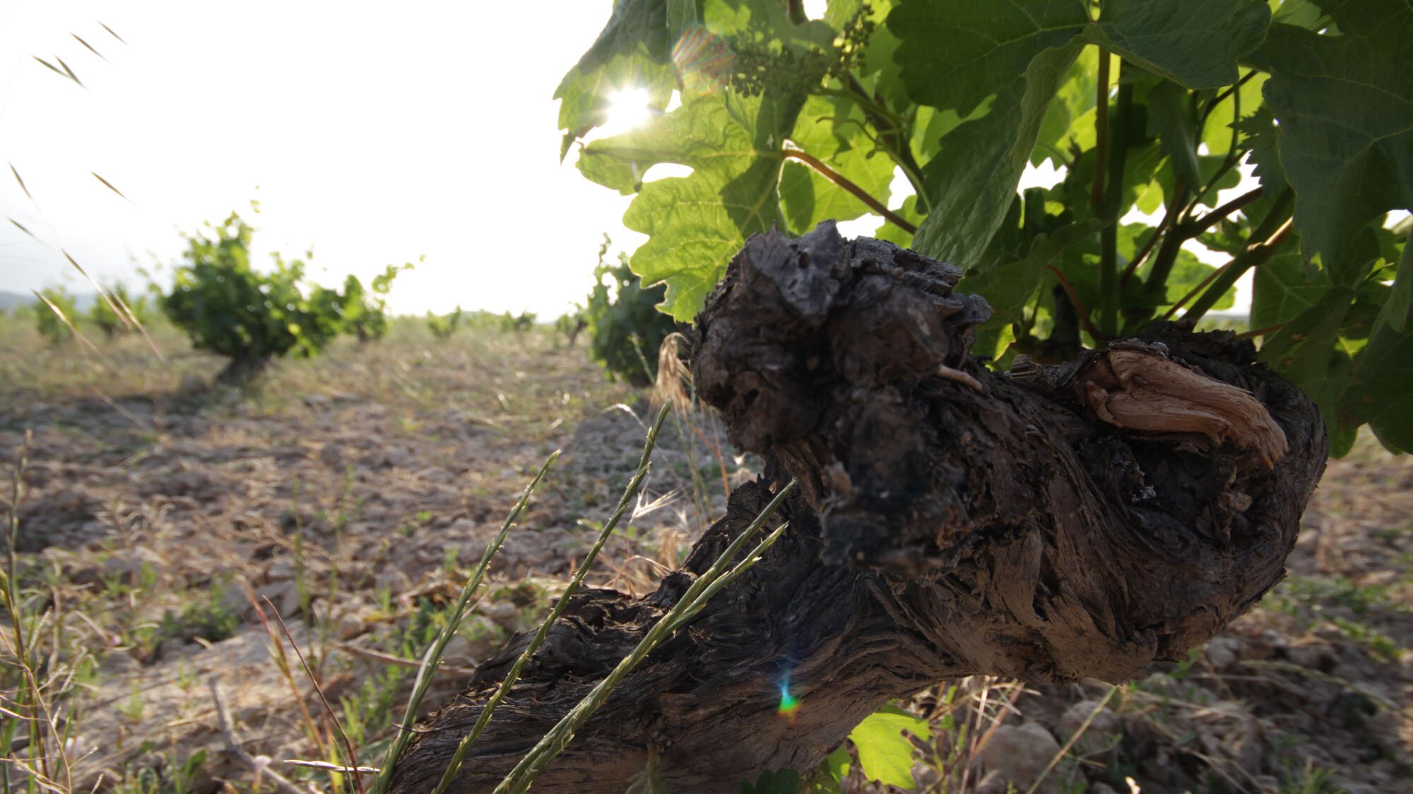 fondo_wild_vino