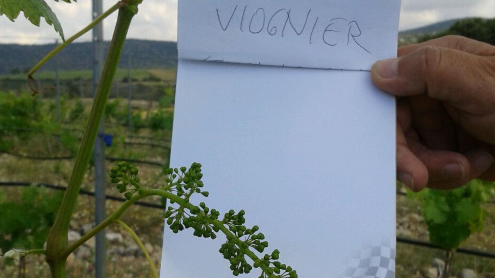 fondo_vinazares_vino