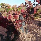 VENDIMIABOBAL1-VINOSBIO