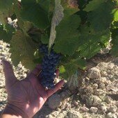 vendimia_monastrell_vinosbio_pedro_olivares